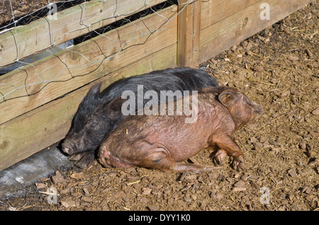 Deux porcs dormir, la tête à la queue, dans le soleil du printemps. Banque D'Images