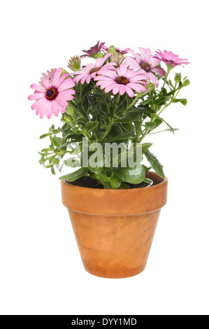 La floraison Osteospermum plante dans un pot en terre cuite blanche contre isolés Banque D'Images