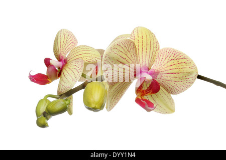 Moth orchid fleurs et bourgeons isolés contre white Banque D'Images