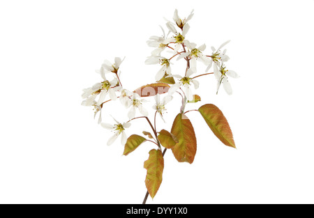 L'Amelanchier lamarckii, snowy mespilus, fleurs et feuillages isolés contre white Banque D'Images