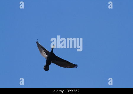 Le Grand Cormoran (Phalacrocorax carbo) battant sur contre un ciel bleu foncé Banque D'Images
