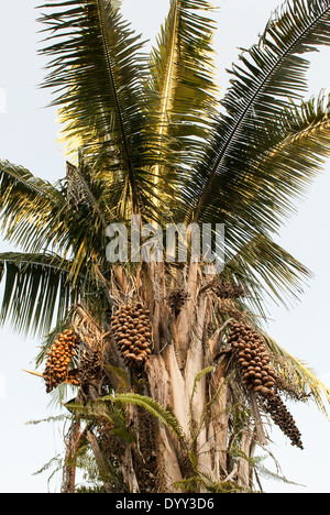 Pakissamba Juruna (Village), de la rivière Xingu, l'État de Para au Brésil. Palmier babassu d'écrous. Banque D'Images