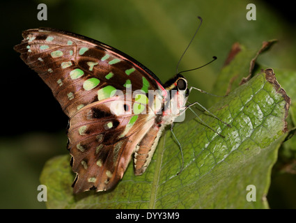 Vert queue Jay Butterfly (Graphium agamemnon) alias Triangle vert ou vert-Triangle tacheté Banque D'Images