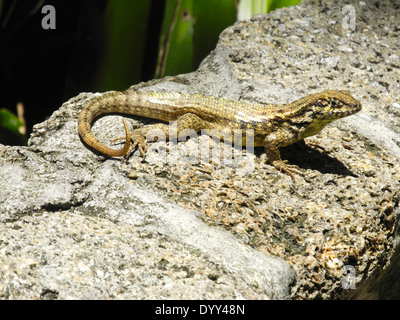 Une queue frisée La Floride du sud est un lézard le lézard curly. Banque D'Images