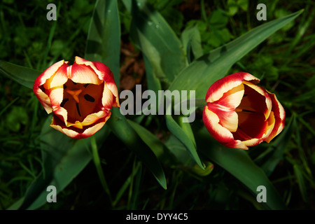 Tulipes jaunes et rouges dans le champ, jardin Banque D'Images