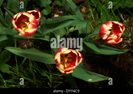 Tulipes jaunes et rouges dans le champ, jardin Banque D'Images