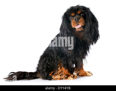 Cavalier King Charles in front of white background Banque D'Images