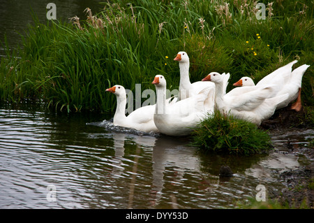 Troupeau d'oies blanches entrant dans l'eau de la rivière Wensum Banque D'Images