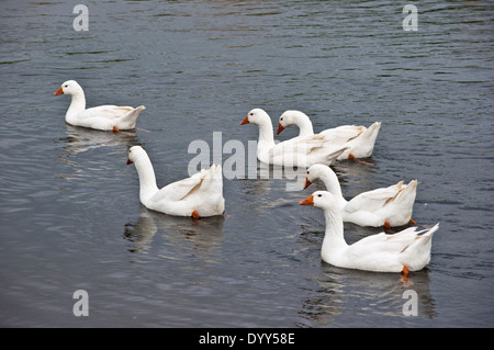 Troupeau d'oies blanches entrant dans l'eau de la rivière Wensum Banque D'Images