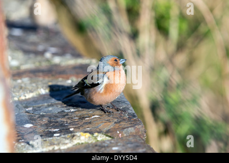 Common Chaffinch juvénile (Fringilla coelebs), généralement connu simplement comme le pinson, Banque D'Images