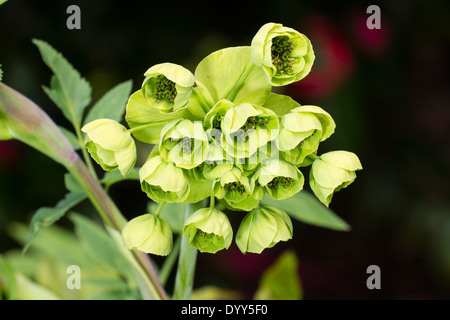 Fleurs de source fraîche de la plante vivace, Mathiasella bupleuroides 'Green Dream' Banque D'Images