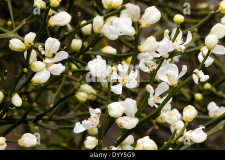 Fleurs ornementales des Japonais de l'orange amère, Poncirus trifoliata Banque D'Images