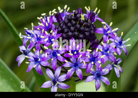 Gros plan d'une seule fleur du géant squill, Scilla peruviana Banque D'Images