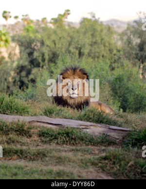 African Lion au San Diego Zoo Safari Park / © Craig M. Eisenberg Banque D'Images