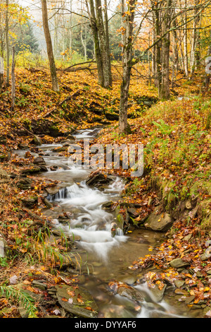 Un ruisseau cascade à travers les feuilles tombées dans une forêt dans les Catskills Mountains of New York Banque D'Images