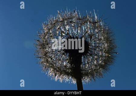 Potsdam, Allemagne. Apr 28, 2014. Un blowball silhouettes contre le ciel bleu à Potsdam, Allemagne, 28 avril 2014. Photo : RALF HIRSCHBERGER/dpa/Alamy Live News Banque D'Images