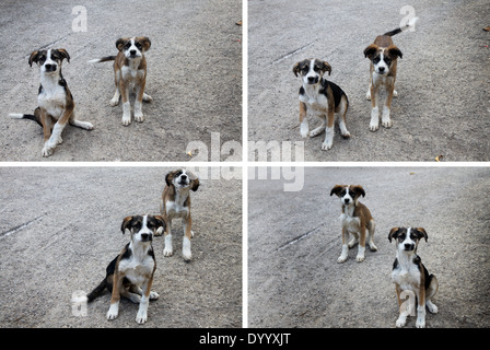 Collage de chiots Banque D'Images