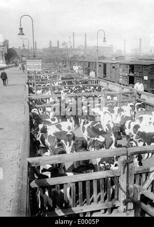 Livraison de bovins à Berlin, 1917 Banque D'Images