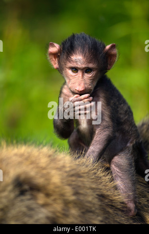 Babouin Chacma bébé (Papio ursinus) monté sur son dos les mères.Parc national du Lac Nakuru au Kenya. Banque D'Images