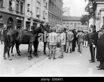 La réquisition de chevaux pour le service militaire, 1914 Banque D'Images