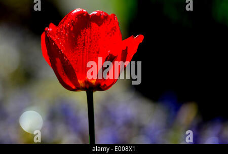 Potsdam, Allemagne. Apr 28, 2014. Une tulipe rouge en fleur dans une prairie de Potsdam, Allemagne, 28 avril 2014. Photo : RALF HIRSCHBERGER/DPA/Alamy Live News Banque D'Images