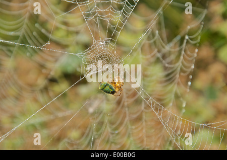 Jardin araignée dévore Green Shield bug on a filé en partie éclairé avec gouttes de web Banque D'Images