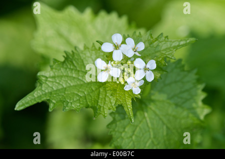 L'alliaire officinale, Alliaria petiolata -fleurs blanches et les jeunes feuilles du dessus. Banque D'Images