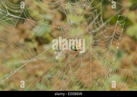 Jardin araignée dévore Green Shield bug on a filé en partie éclairé avec gouttes de web Banque D'Images