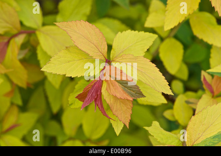 Spiraea japonica 'Gold Flame' dans la feuille de printemps Banque D'Images