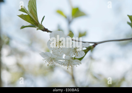Branche de cerisier blanc montrant le détail de fleurs Banque D'Images