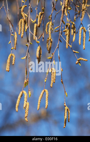 Macro photo verticale printemps bourgeons de bouleau sur bleu arrière-plan flou Banque D'Images