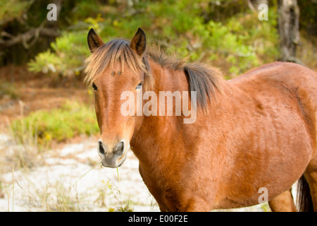 Cheval poney (sauvage), Assateague Island National Seashore, Maryland, USA Banque D'Images