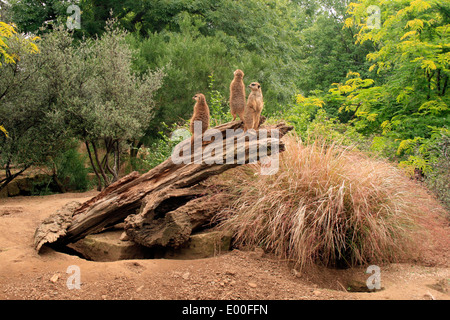 Les suricates au Zoo d'Edimbourg. Photo de Kim Craig. Banque D'Images