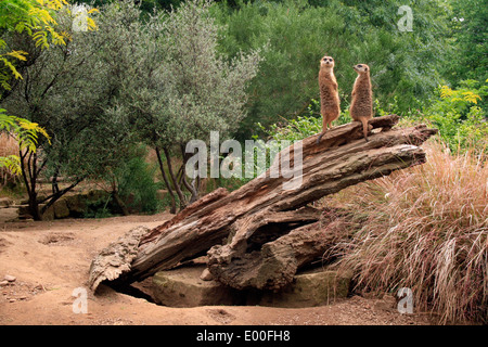 Les suricates au Zoo d'Edimbourg. Photo de Kim Craig. Banque D'Images