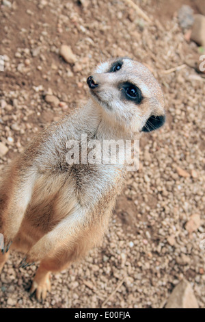 Les suricates au Zoo d'Edimbourg. Photo de Kim Craig. Banque D'Images