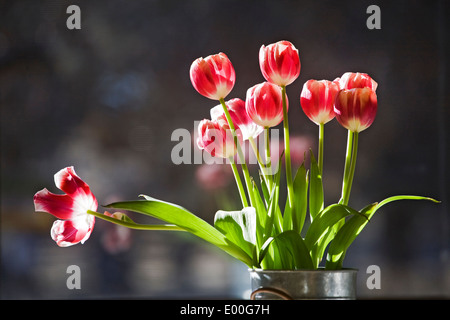 Un vase de tulipes rouges et blancs assis sur une fenêtre au soleil Banque D'Images