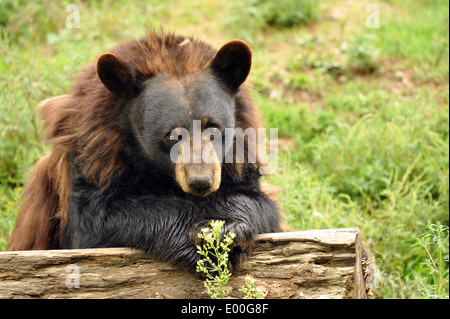 Portrait d'un ours noir reposant sur une bûche. Banque D'Images