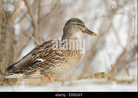 Canard colvert femelle walking in snow Banque D'Images