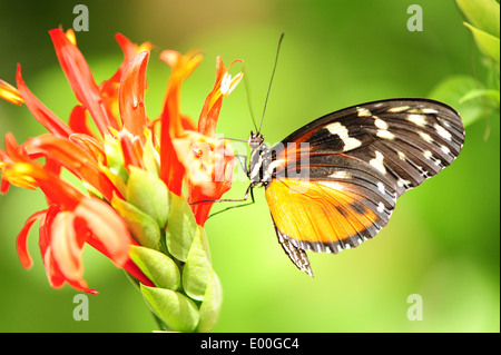 Tiger Longwing papillon sur fleur Banque D'Images