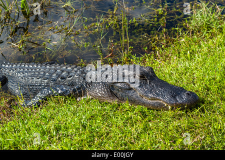 Les jeunes (Alligator mississippiensis) Alligator, par côté de Shark Valley loop road, le Parc National des Everglades, Florida, USA Banque D'Images