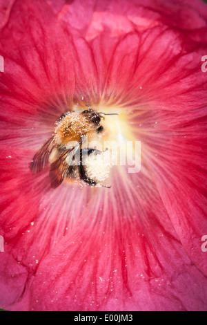 Abeille sur butiner dans le jardin rose trémière écossais. Banque D'Images