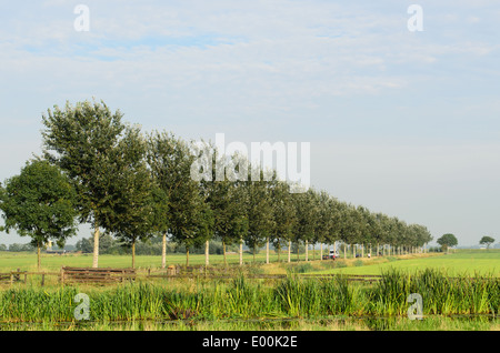 Avenue de l'arbre dans un plat typique, le vert, le paysage rural en Hollande. Banque D'Images