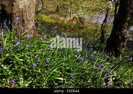 Bluebells (Hyacinthoides non-scripta) une vivace bulbeuse plante poussant dans les bois à Swan Park, Floro, comté de Donegal, Irel Banque D'Images