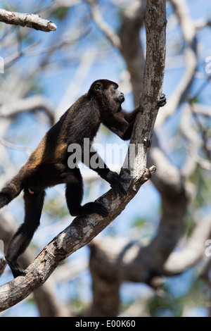 Singe hurleur noir (Alouatta caraya) chez Maya clé en Roatan, Honduras. Banque D'Images