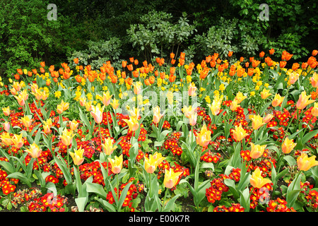 Tulipes au printemps à St James Park, Londres Banque D'Images