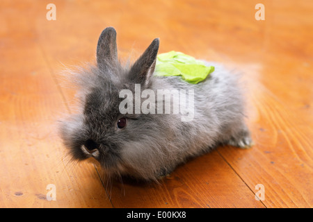 Bébé lapin drôle avec une salade à l'arrière debout sur un plancher en bois Banque D'Images