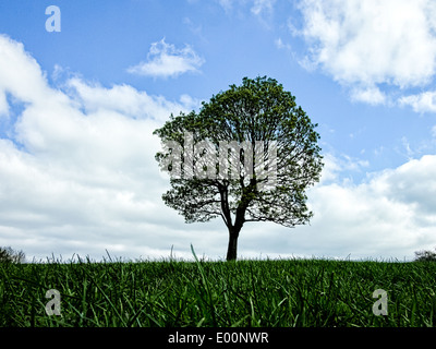 Un arbre vert contre un ciel bleu avec des nuages blancs Banque D'Images