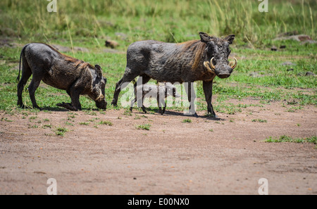 Bébé phacochère avec les parents se détendre dans le Masai Mara Banque D'Images