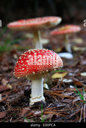 Amanita muscaria, communément connue sous le nom de fly fly agaric ou amanita Champignons dans Autumnautumnal Banque D'Images