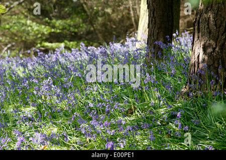 Bluebells printemps floraison dans le Chantries Bois près de Guildford dans le Surrey Banque D'Images